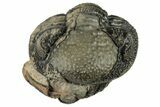 Wide, Enrolled Morocops Trilobite - Morocco #224261-1